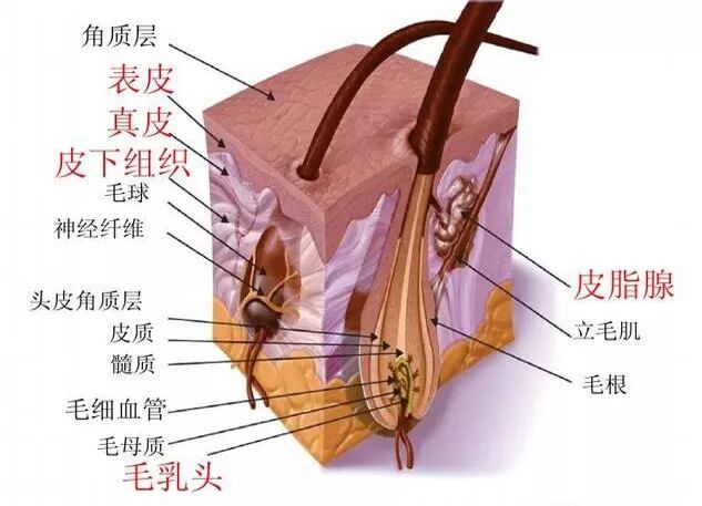 头发与头皮之间究竟有什么关系？