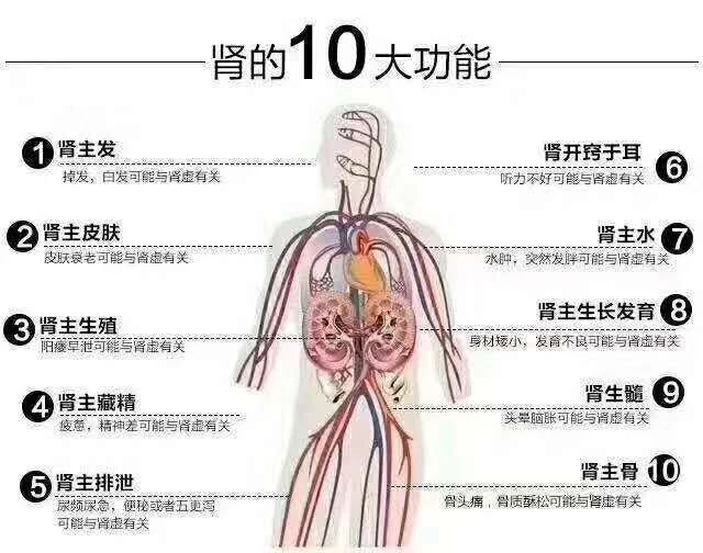 肾是生命之源，看中医如何描述肾对于人的重要性