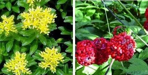 左:土三七;右:三七