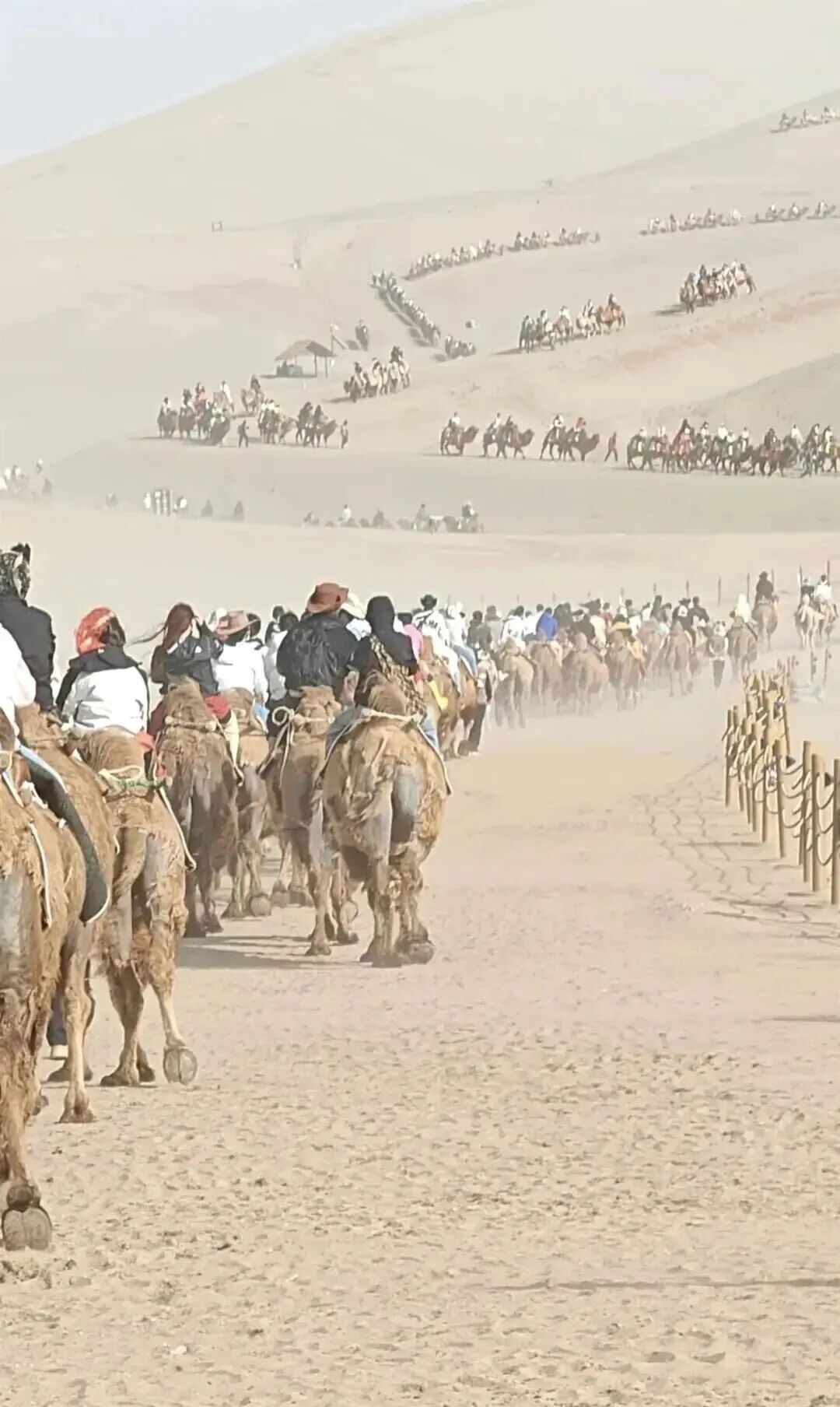 敦煌鸣沙山又双叒叕堵骆驼了,“告诉王维: 西出阳关全是人”！甘肃鸣沙山又“堵骆驼”..