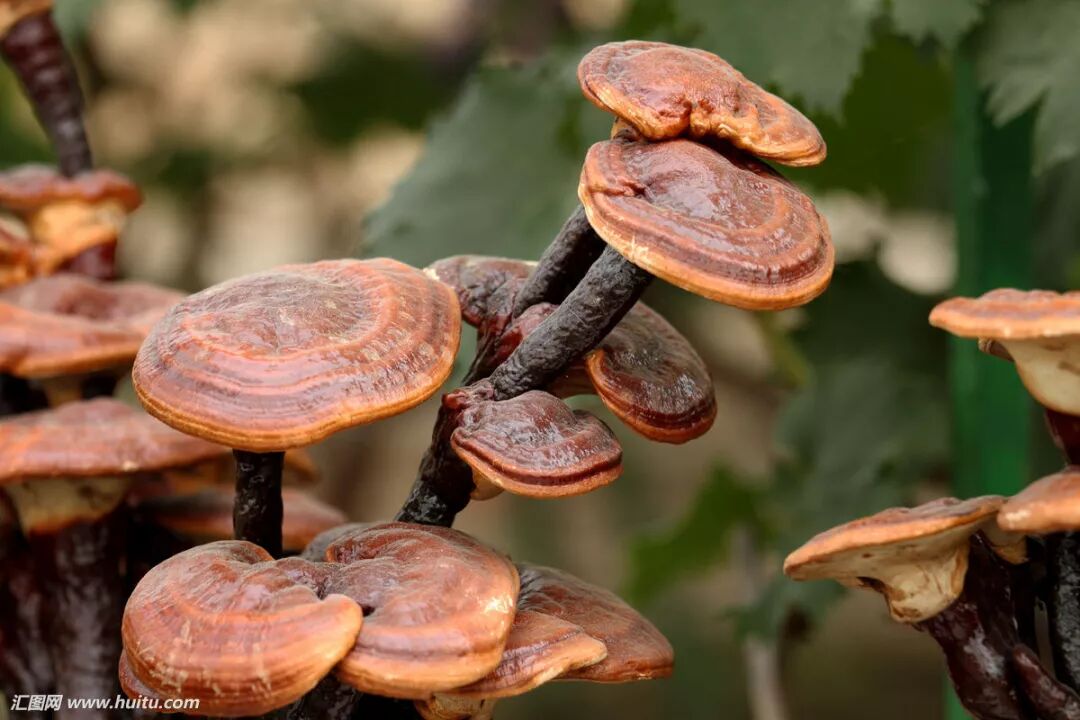 灵芝到底有多“灵”？这次我们深度解读灵芝保健功效!