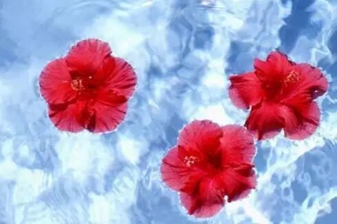 玩科学 自动盛开的水中花 美丽不再昙花一现 自由微信 Freewechat