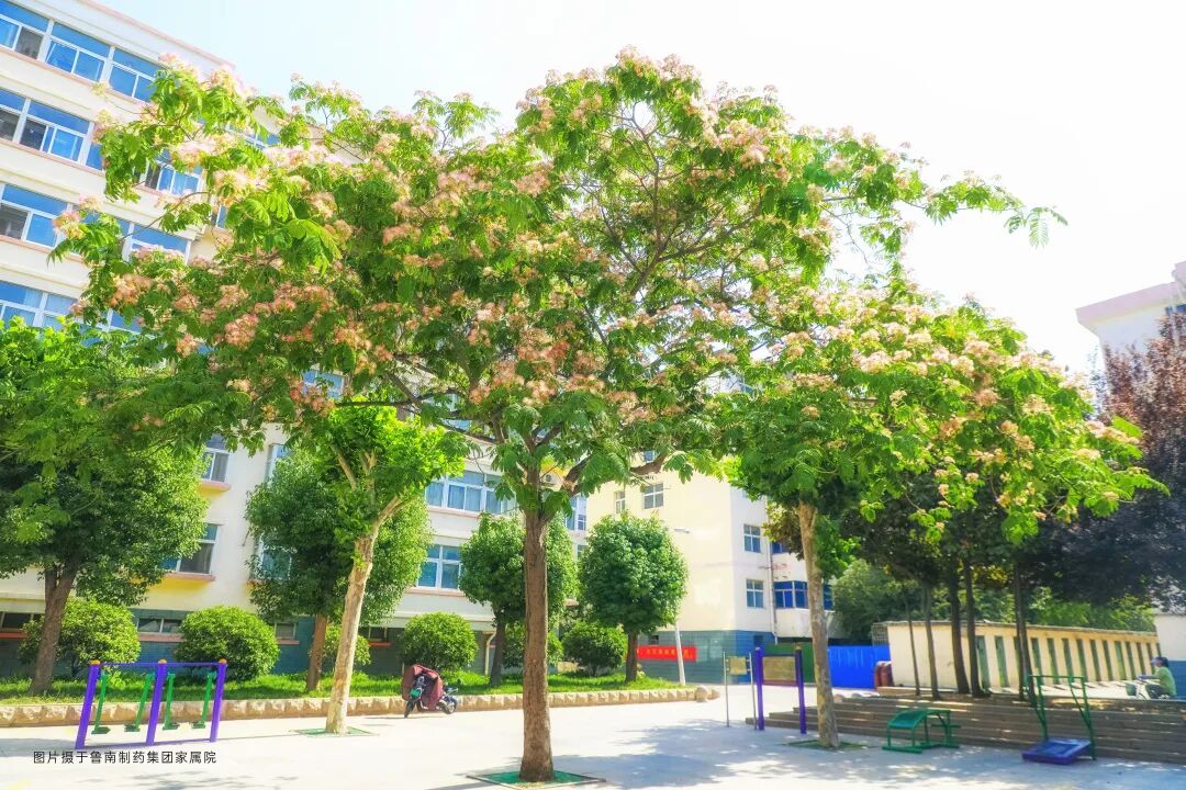 鲁南制药的初夏究竟有多美?跟我来看