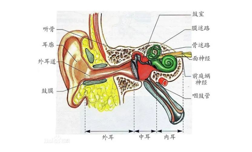 它的一端位于鼻腔后份的鼻咽部,另一端进入中耳鼓室