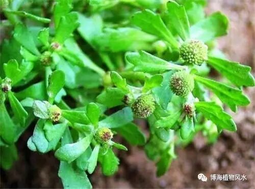 介绍一种民间常见的多功能草药—鹅不食草
