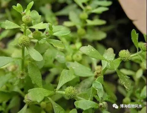 治胬肉攀睛:鲜鹅不食草二两.