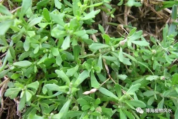 介绍一种民间常见的多功能草药—鹅不食草