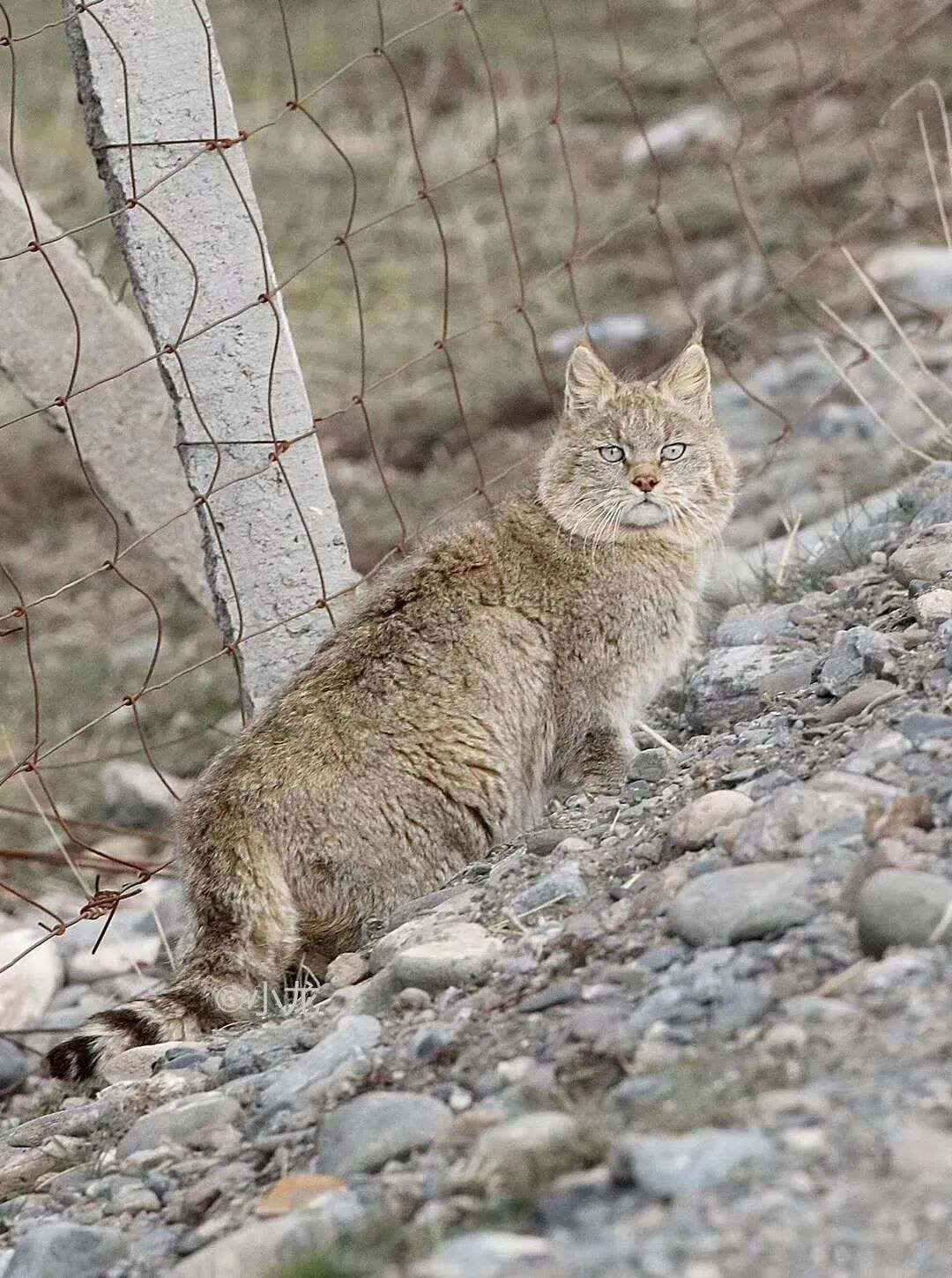 探路者,探路者x猫盟丨你好，荒漠猫- 探路者官方旗舰店