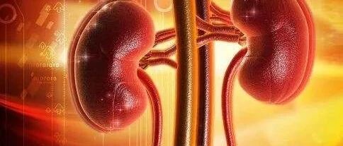 兢兢业业“劳模”却是十分低调的器官  一定不要忽视其中一个小指标