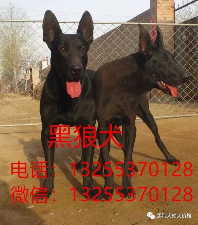 三个月黑狼犬价格报价多少钱一条比特犬价格 黑狼犬幼犬价格 微信公众号文章阅读 Wemp