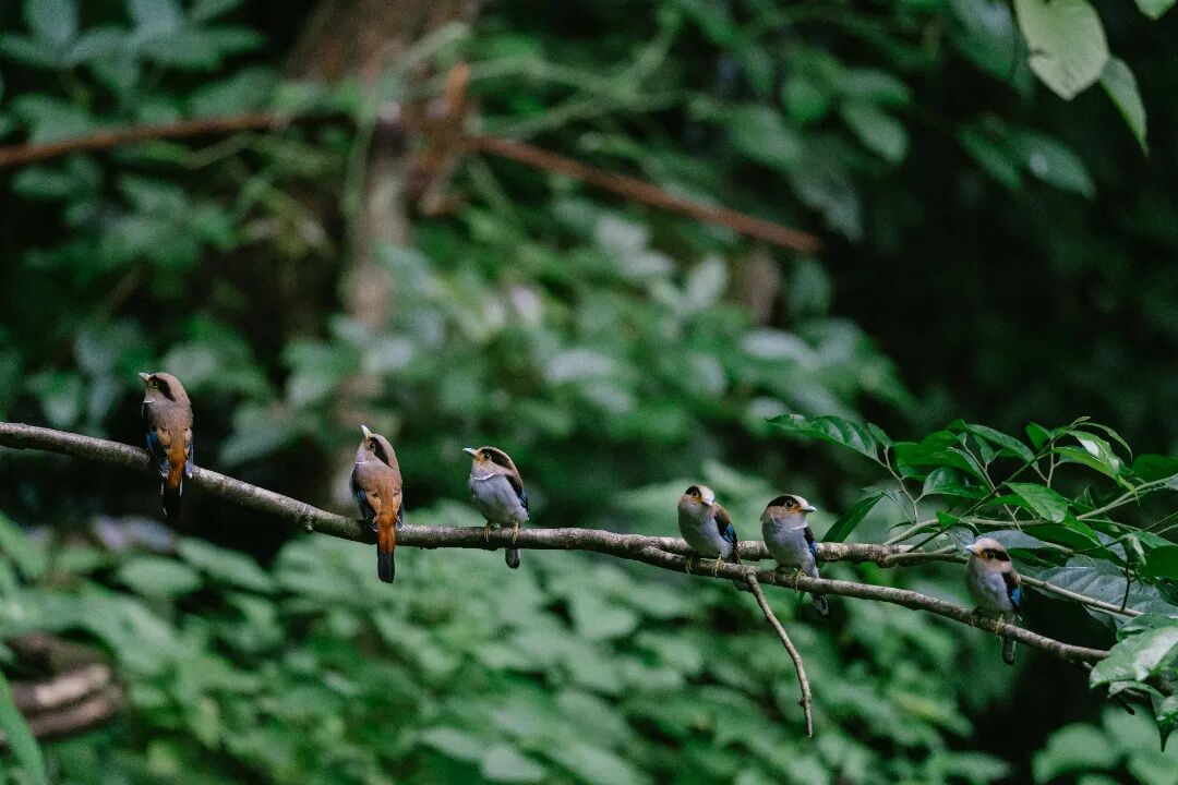 查巍-勐腊融媒体中心 (8).jpg