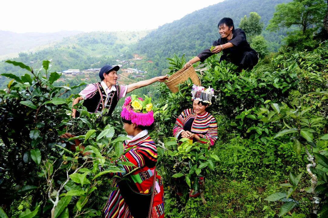 《采茶欢歌》-佐连江.JPG