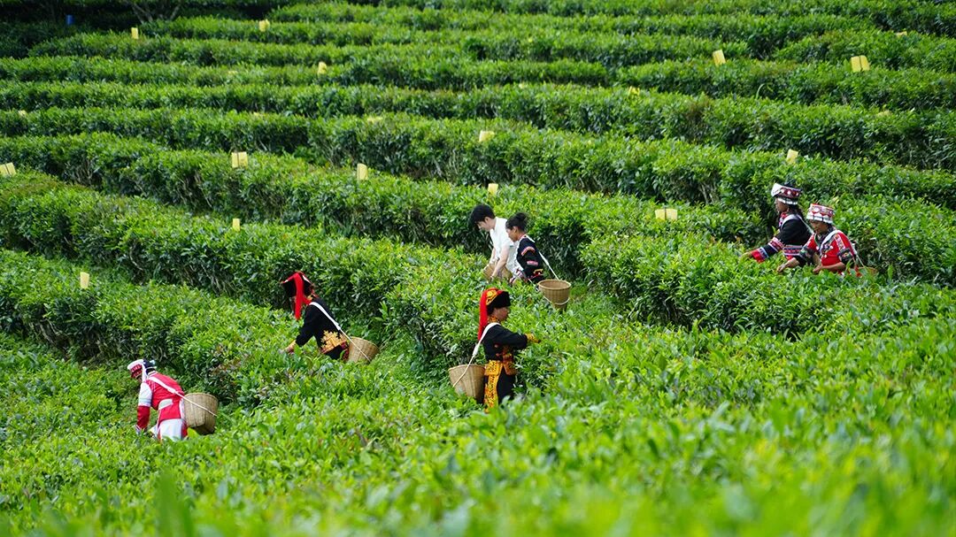 1普洱茶 刘斌 摄.jpg