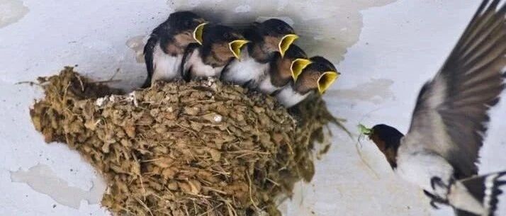 燕子在你家搭窝，预示什么？说出来你都不敢相信！