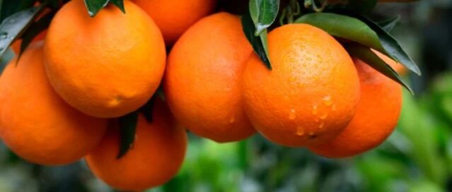 才下枝头就上舌尖，甜过初恋，鲜得爆汁！