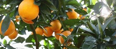 中粮我买网年底送“巴适” 四川特产邻水脐橙好吃又养颜