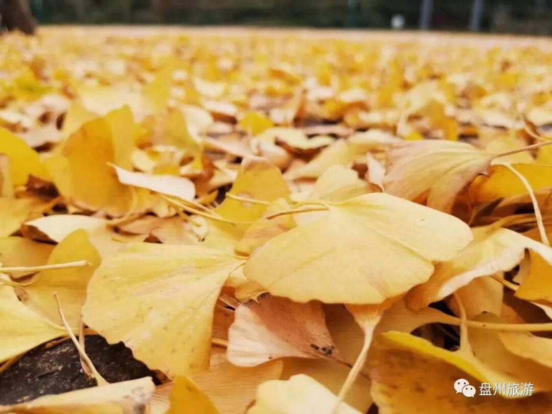 盘州妥乐景区 银杏染秋 赏叶正当时 目的地 黔浪网 贵州全域旅游传播平台