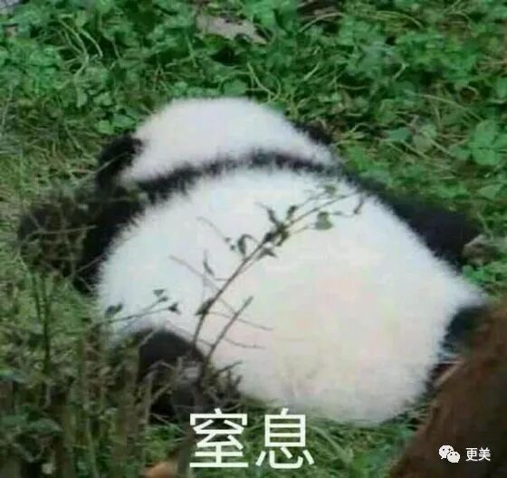 【整容】四千年美女鞠婧祎疑似连头皮都整了？！网友吐槽：是个狠人（组图） - 31