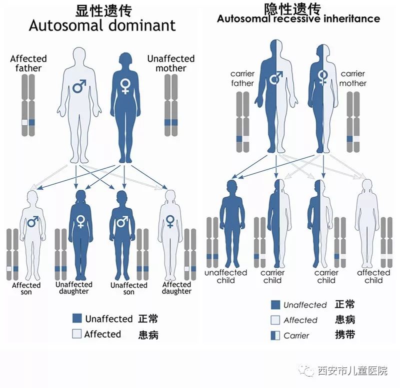 镜下检出的罕见病——中心实验室带你了解戈谢病