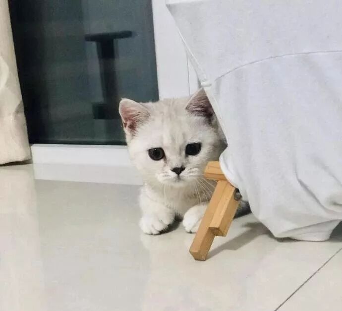 英短银渐层猫正宗的话都有什么特点 萌宠汇吧 微信公众号文章阅读 Wemp