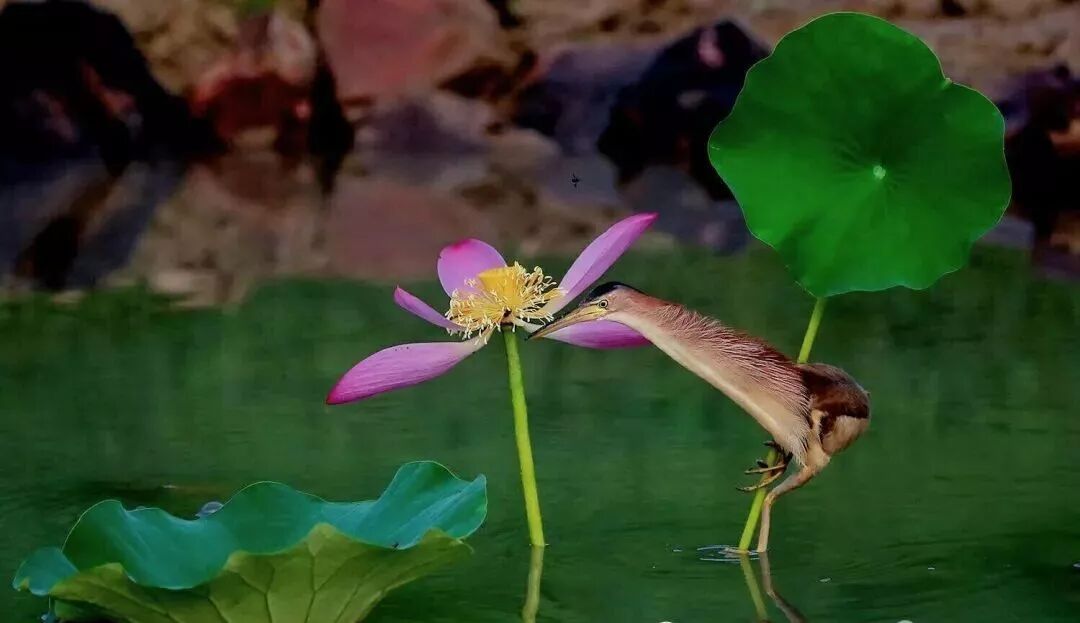 三门峡夏季最美地方在这儿 独一无二！