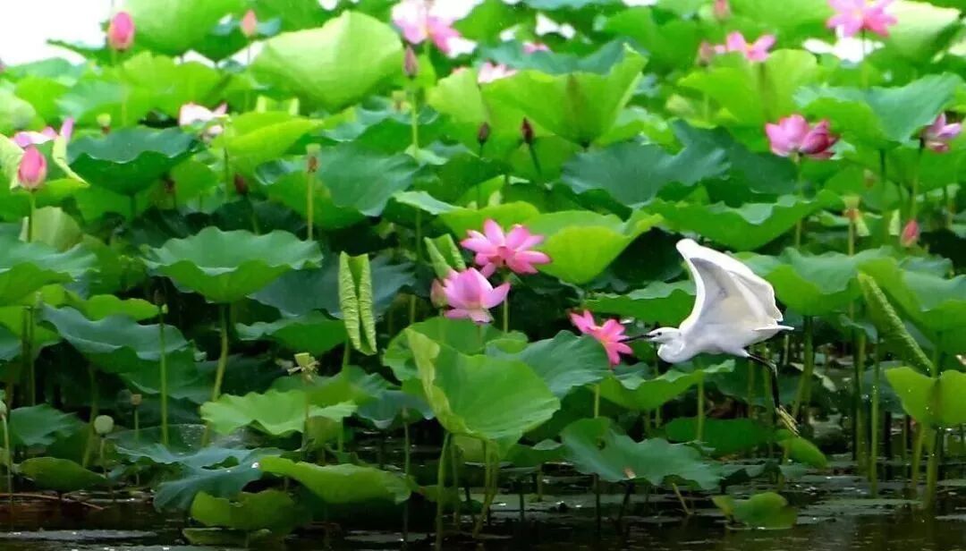 三门峡夏季最美地方在这儿 独一无二！