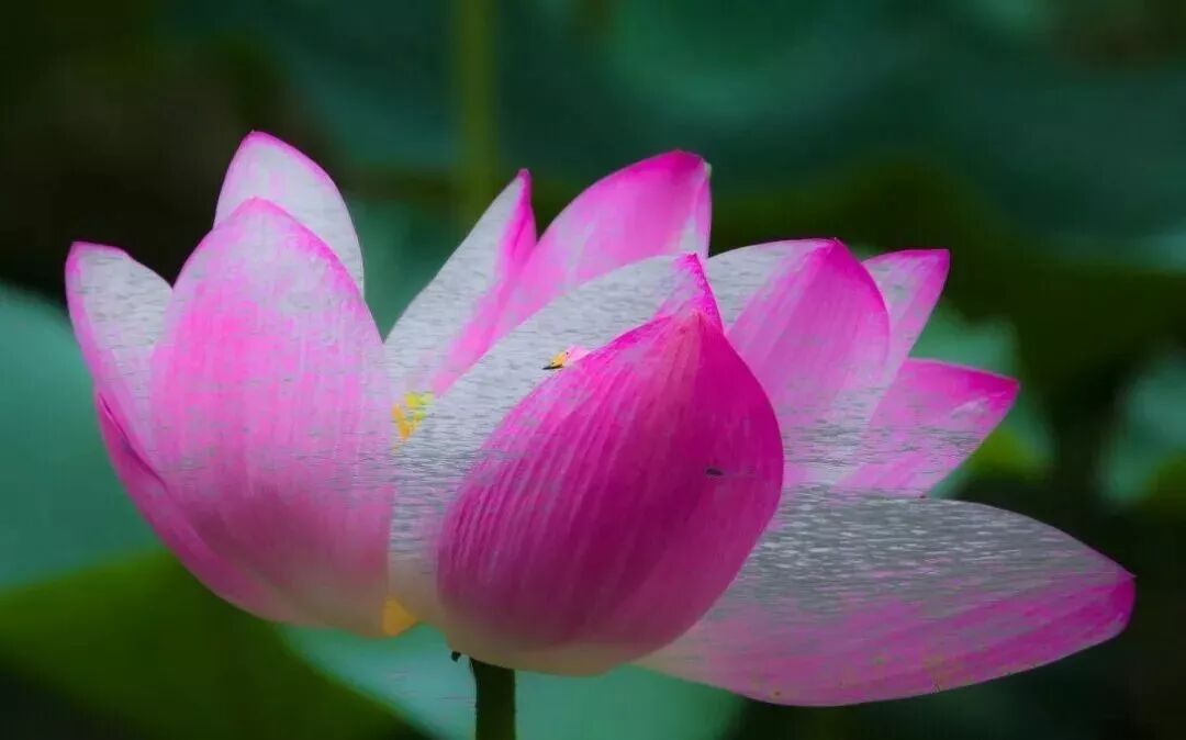 三门峡夏季最美地方在这儿 独一无二！