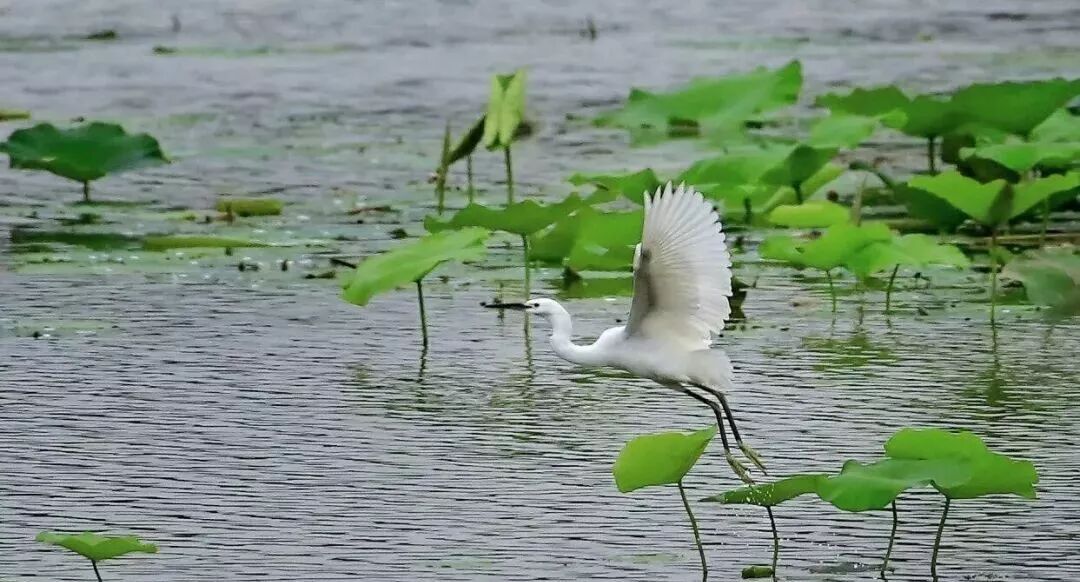 三门峡夏季最美地方在这儿 独一无二！