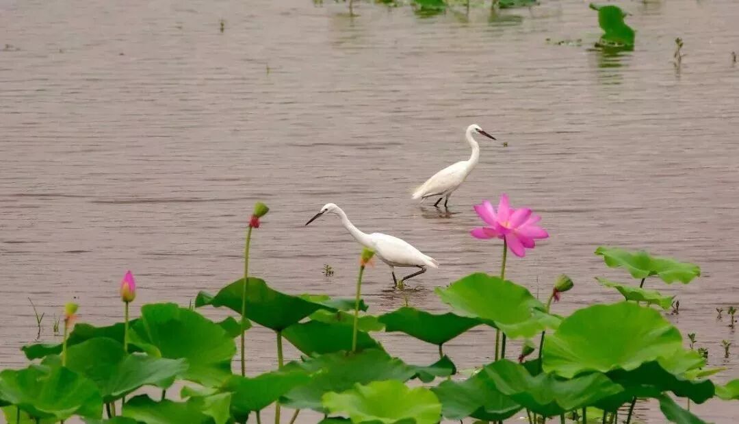 三门峡夏季最美地方在这儿 独一无二！