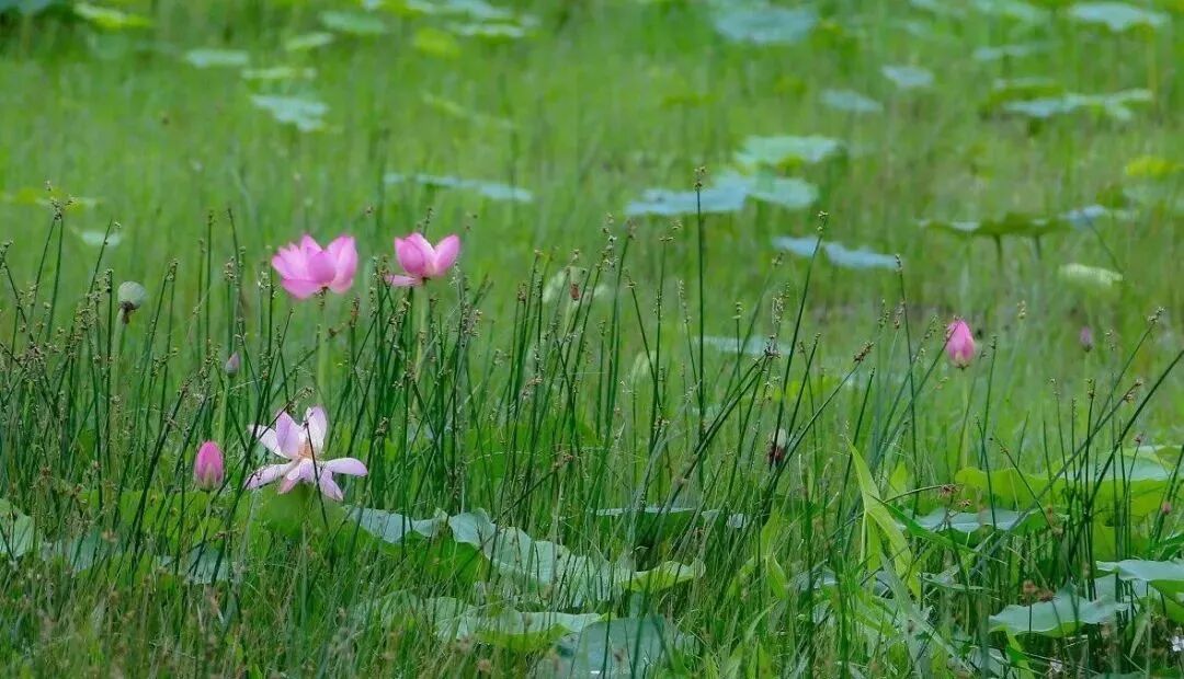 三门峡夏季最美地方在这儿 独一无二！