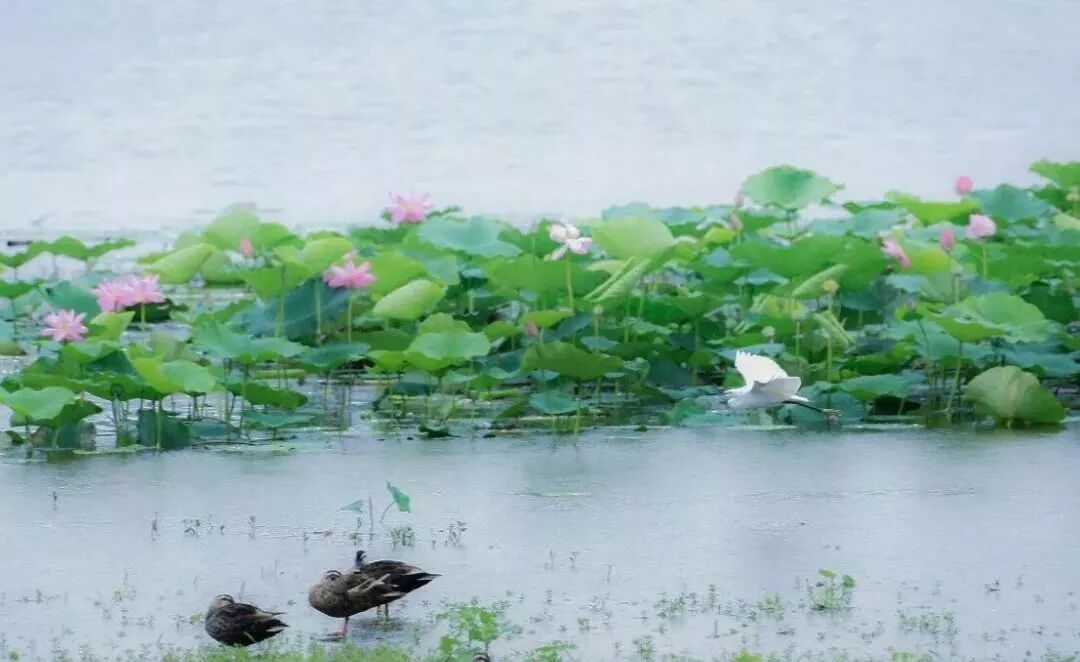 三门峡夏季最美地方在这儿 独一无二！