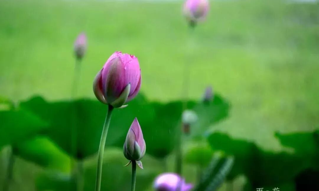 三门峡夏季最美地方在这儿 独一无二！