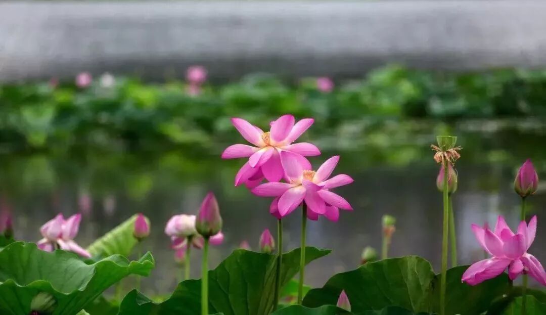 三门峡夏季最美地方在这儿 独一无二！