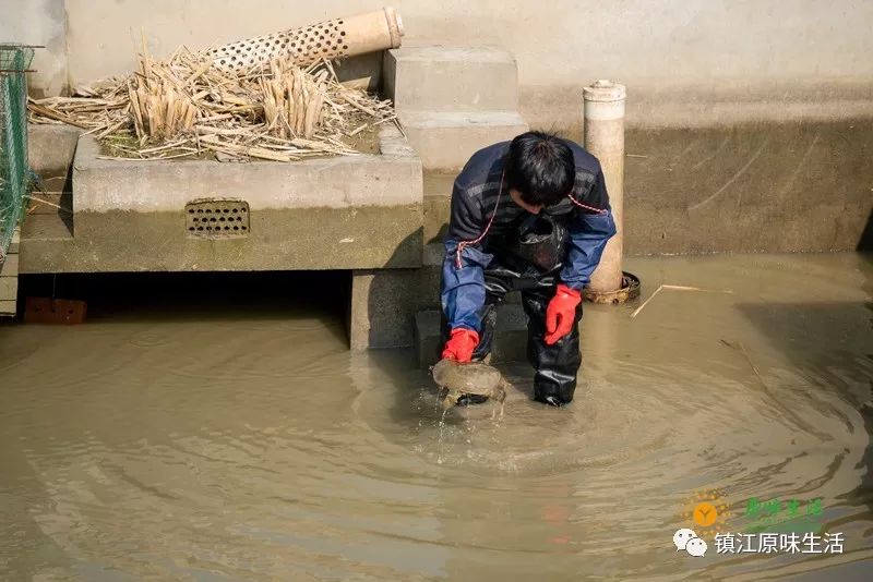 致富经养甲鱼_甲鱼养殖致富经_养甲鱼赚钱