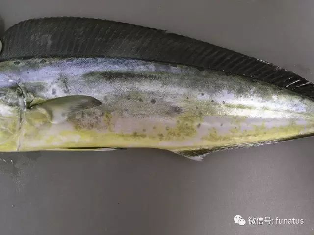 墨西哥湾海水鱼种大全（三百多种）