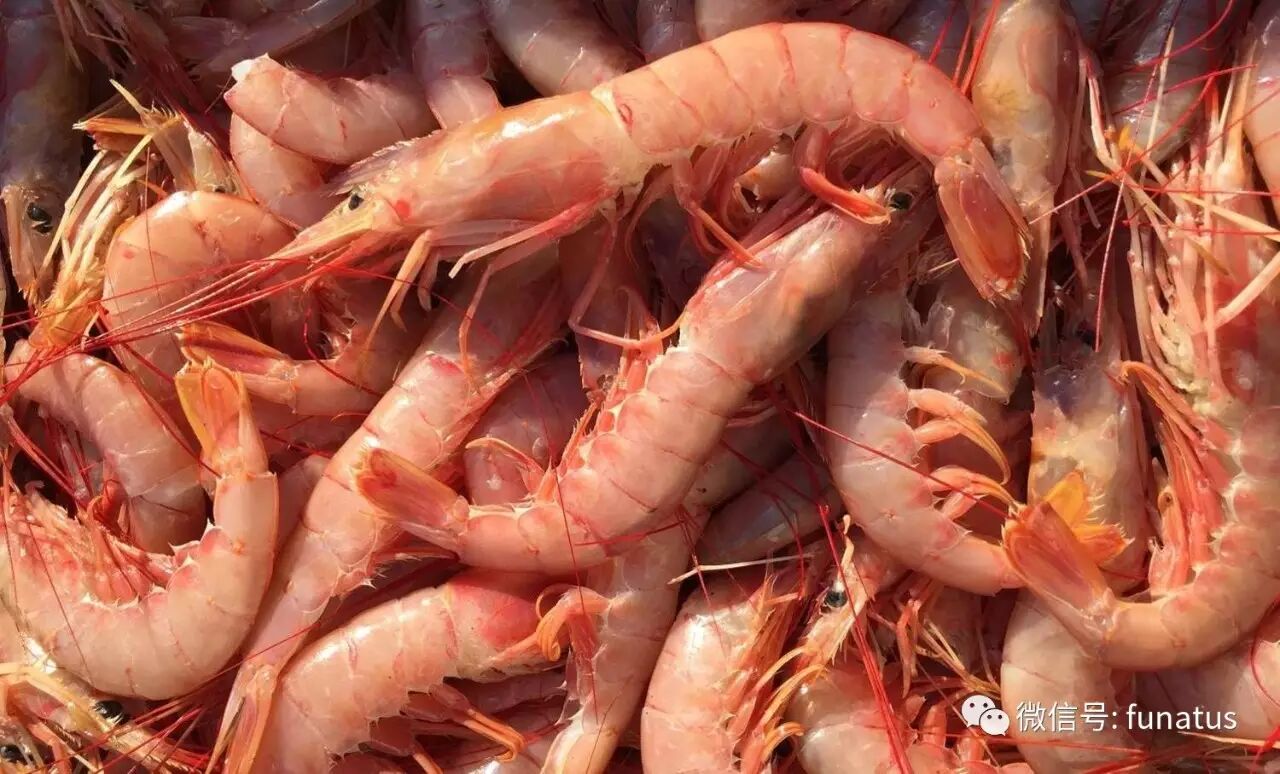 北美捕虾攻略:跟捕螃蟹有点像,阿拉斯加州没限制想拿多少拿多少!