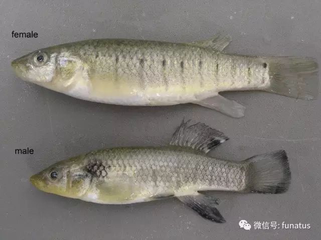 墨西哥湾海水鱼种大全 三百多种