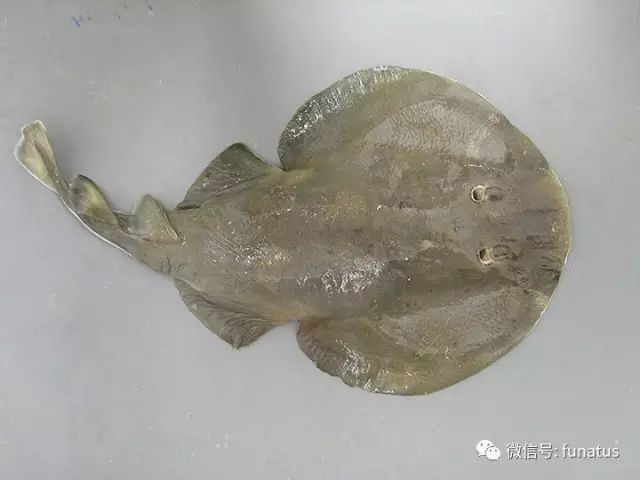 墨西哥湾海水鱼种大全 三百多种