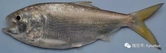 墨西哥湾海水鱼种大全 三百多种