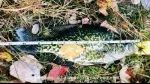 偷闲钓了一条差不多一英尺长的莓鲈，证明了一件事情