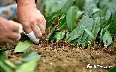 容器苗营养繁殖最主要的方法 扦插繁殖 绿化园林网 微信公众号文章阅读 Wemp