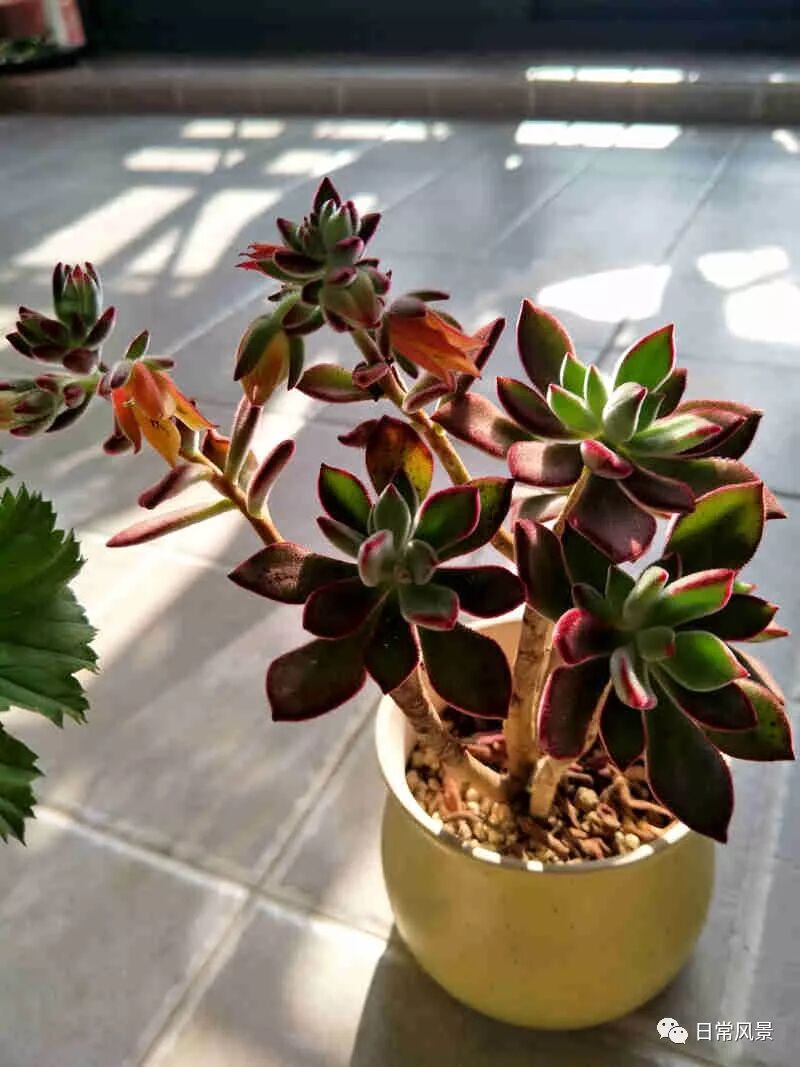 随便写写 日常风景 微信公众号文章阅读 Wemp