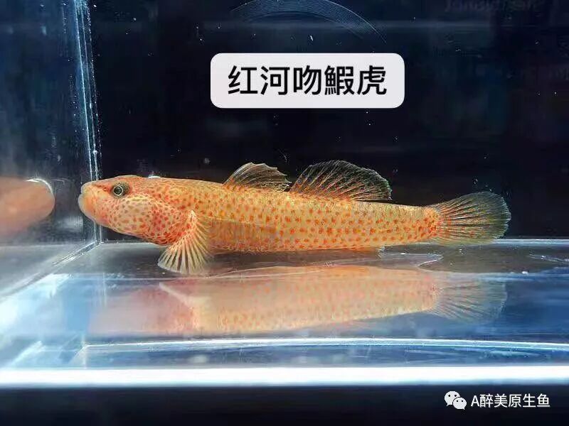 浮夸的打斗 底栖小型肉食鱼类 鰕虎鱼亚科鱼类 A醉美原生鱼 微信公众号文章阅读 Wemp