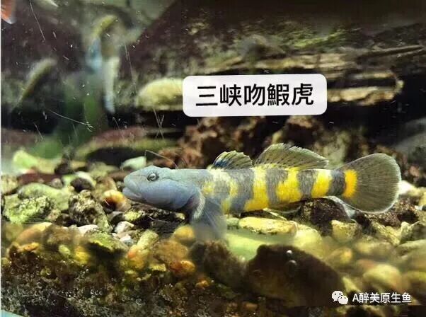 浮夸的打斗 底栖小型肉食鱼类 鰕虎鱼亚科鱼类 A醉美原生鱼 微信公众号文章阅读 Wemp
