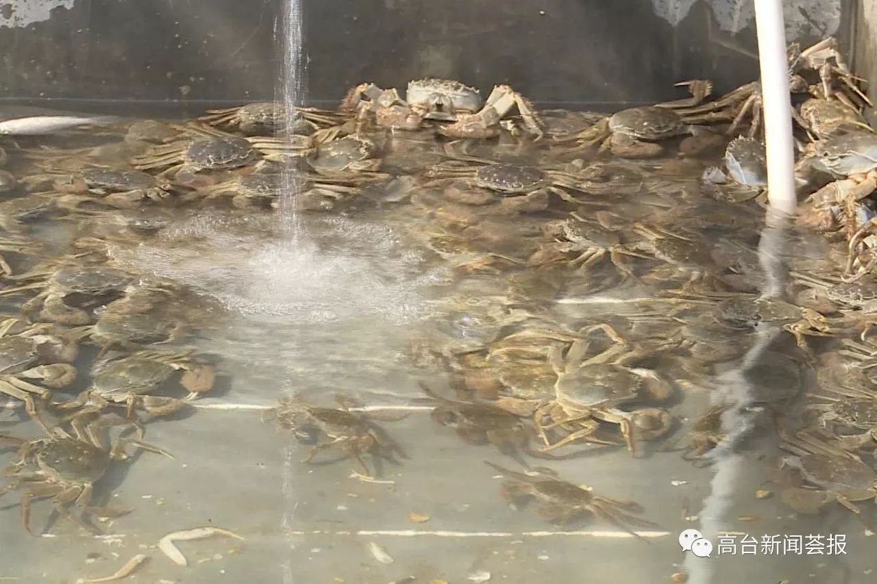 高台县大水面养殖河蟹喜获丰收