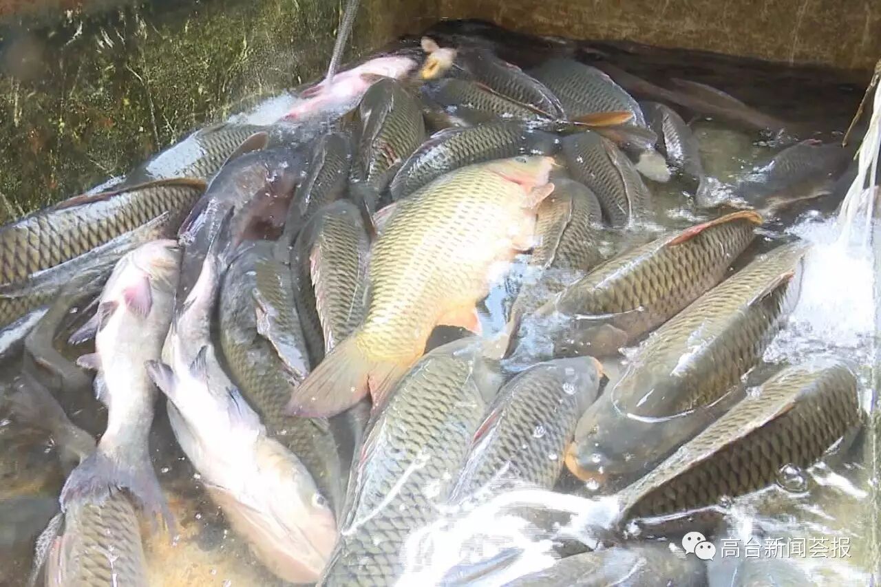 据了解,利用大水面养殖鱼蟹,可有效降低养殖成本,提高养殖效益.