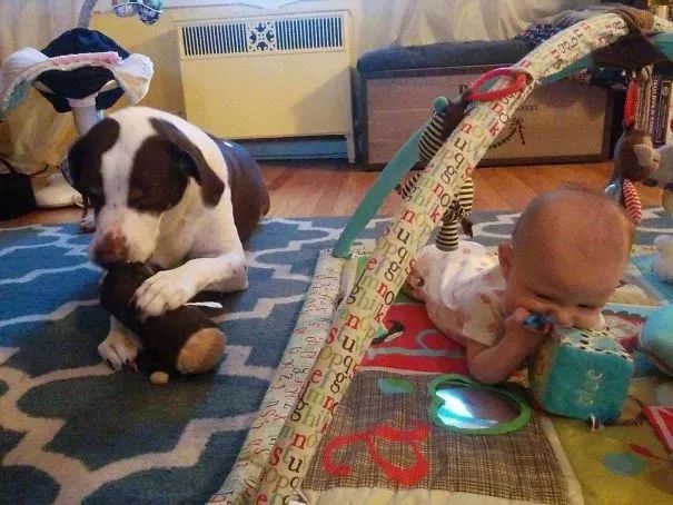狗子看著剛出生的小主人：為什麼長得不像我呢？！ 寵物 第12張