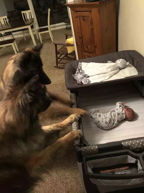 狗子看著剛出生的小主人：為什麼長得不像我呢？！ 寵物 第2張