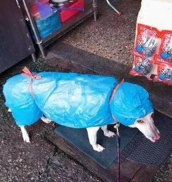 鏟屎官們給狗子做的奇葩雨衣，真是笑噴了 寵物 第7張