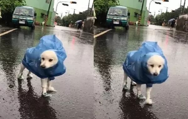 鏟屎官們給狗子做的奇葩雨衣，真是笑噴了 寵物 第12張